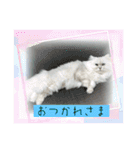 ミャウの日常～2（個別スタンプ：20）