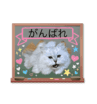 ミャウの日常～2（個別スタンプ：23）