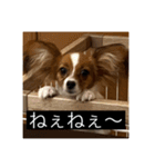 パピヨンのさちです。（個別スタンプ：1）