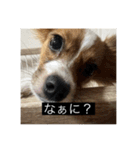 パピヨンのさちです。（個別スタンプ：2）