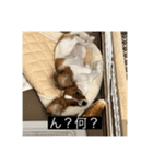パピヨンのさちです。（個別スタンプ：3）