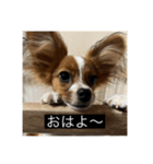パピヨンのさちです。（個別スタンプ：4）