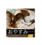 パピヨンのさちです。（個別スタンプ：5）