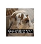 パピヨンのさちです。（個別スタンプ：6）