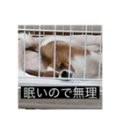 パピヨンのさちです。（個別スタンプ：7）