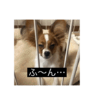 パピヨンのさちです。（個別スタンプ：8）