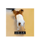 パピヨンのさちです。（個別スタンプ：9）