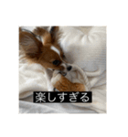 パピヨンのさちです。（個別スタンプ：10）