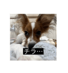 パピヨンのさちです。（個別スタンプ：11）
