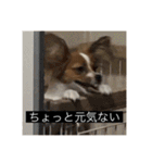 パピヨンのさちです。（個別スタンプ：12）
