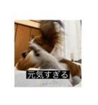 パピヨンのさちです。（個別スタンプ：13）