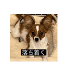 パピヨンのさちです。（個別スタンプ：14）