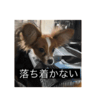 パピヨンのさちです。（個別スタンプ：15）