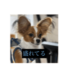 パピヨンのさちです。（個別スタンプ：17）