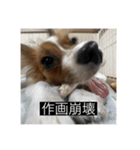 パピヨンのさちです。（個別スタンプ：18）