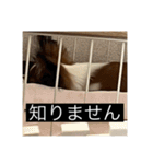 パピヨンのさちです。（個別スタンプ：20）