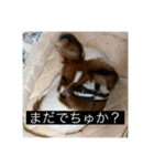 パピヨンのさちです。（個別スタンプ：21）
