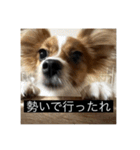 パピヨンのさちです。（個別スタンプ：22）
