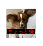 パピヨンのさちです。（個別スタンプ：23）