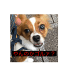 パピヨンのさちです。（個別スタンプ：25）