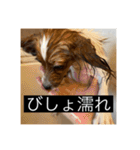 パピヨンのさちです。（個別スタンプ：29）