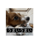 パピヨンのさちです。（個別スタンプ：30）