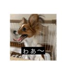 パピヨンのさちです。（個別スタンプ：32）