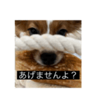 パピヨンのさちです。（個別スタンプ：33）