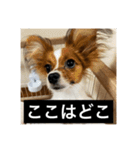 パピヨンのさちです。（個別スタンプ：35）
