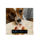 パピヨンのさちです。（個別スタンプ：36）