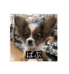 パピヨンのさちです。（個別スタンプ：37）