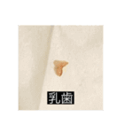 パピヨンのさちです。（個別スタンプ：38）