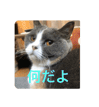 ブリティッシュショートヘア「ぽてと」（個別スタンプ：3）