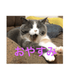 ブリティッシュショートヘア「ぽてと」（個別スタンプ：4）