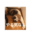 ブリティッシュショートヘア「ぽてと」（個別スタンプ：6）