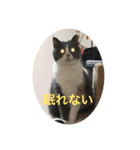 ブリティッシュショートヘア「ぽてと」（個別スタンプ：8）