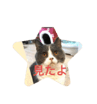 ブリティッシュショートヘア「ぽてと」（個別スタンプ：9）