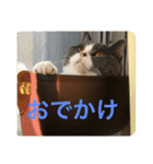 ブリティッシュショートヘア「ぽてと」（個別スタンプ：10）