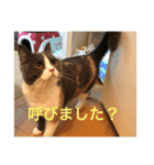 ブリティッシュショートヘア「ぽてと」（個別スタンプ：11）
