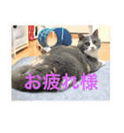 ブリティッシュショートヘア「ぽてと」（個別スタンプ：12）