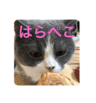 ブリティッシュショートヘア「ぽてと」（個別スタンプ：14）