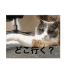 ブリティッシュショートヘア「ぽてと」（個別スタンプ：15）