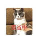 ブリティッシュショートヘア「ぽてと」（個別スタンプ：16）