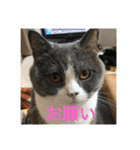 ブリティッシュショートヘア「ぽてと」（個別スタンプ：17）