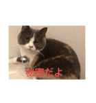 ブリティッシュショートヘア「ぽてと」（個別スタンプ：20）