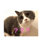 ブリティッシュショートヘア「ぽてと」（個別スタンプ：21）