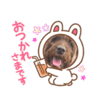 天才！！f1labradoodleばぶ君 2。（個別スタンプ：1）