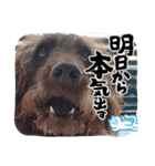 天才！！f1labradoodleばぶ君 2。（個別スタンプ：5）