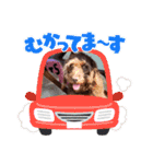 天才！！f1labradoodleばぶ君 2。（個別スタンプ：7）