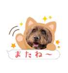 天才！！f1labradoodleばぶ君 2。（個別スタンプ：8）